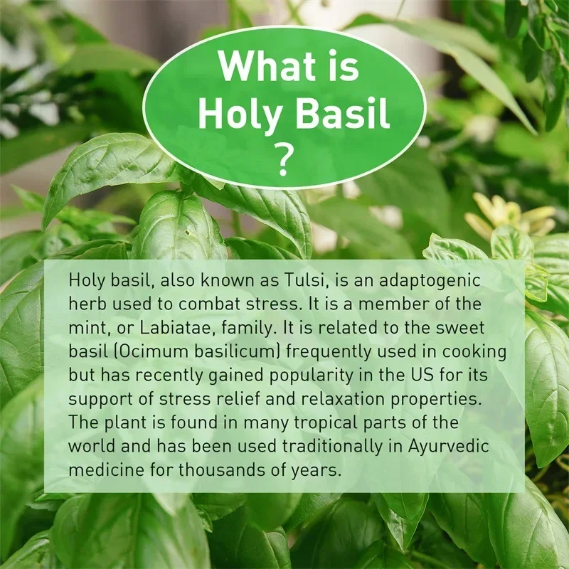 Holy Basil Capsules - Enhance  - đánh giá và giá Tulsi Holy Basil