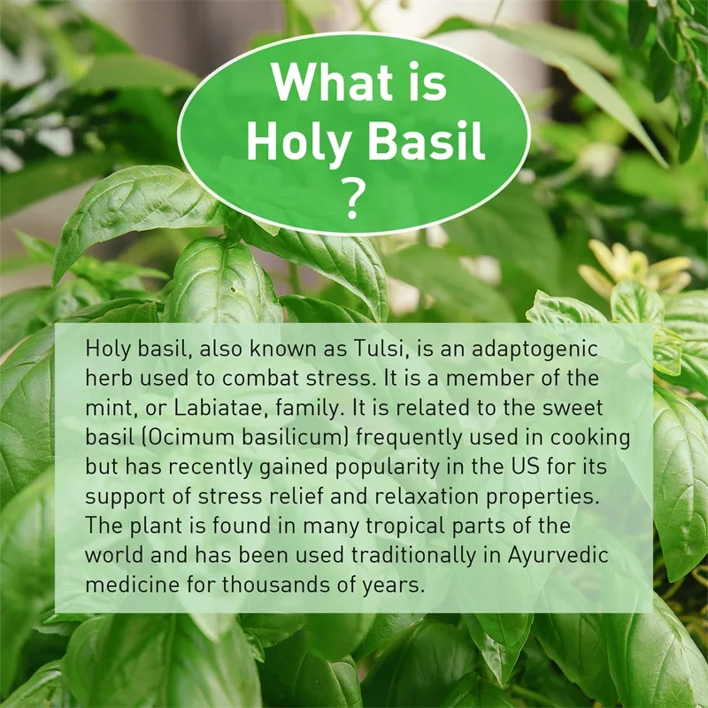 Holy Basil Capsules - Enhance  - đánh giá và giá Tulsi Holy Basil